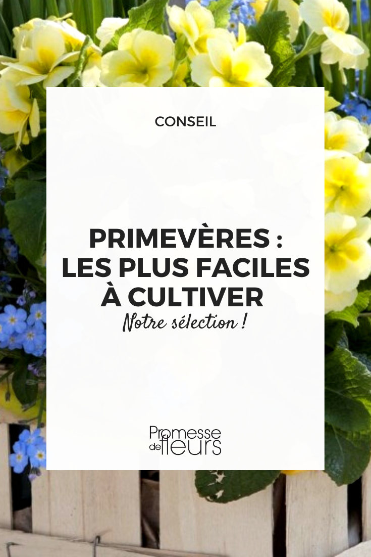 Primula fácil de cultivar