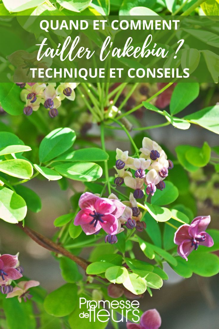 Aquí tienes la traducción al español:

tamaño de la akebia