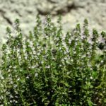 ¿Cómo multiplicar el tomillo?