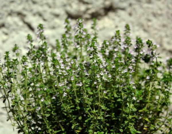 ¿Cómo multiplicar el tomillo?