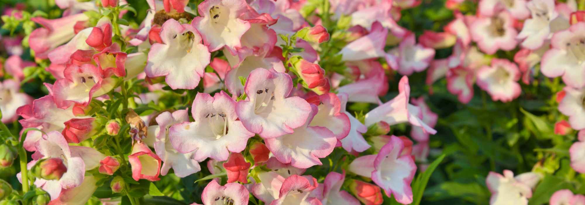 Asociar las Campanitas