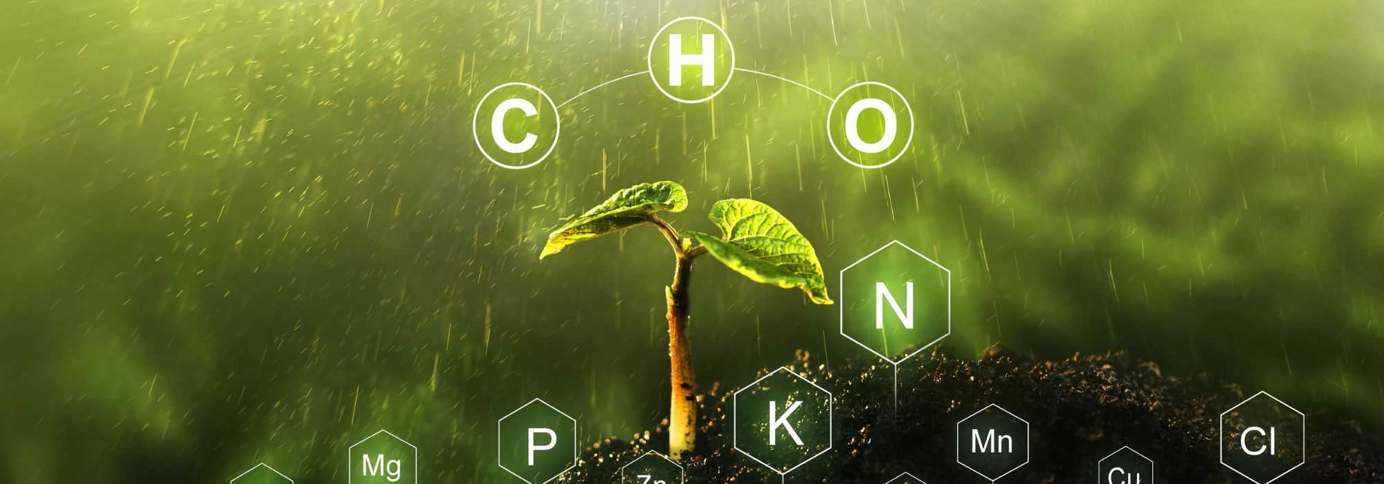 ¿Cómo corregir una carencia de potasio?