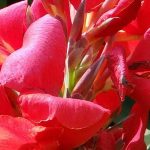 Cultivar un canna en maceta