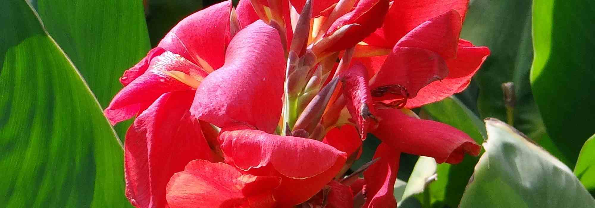 Cultivar un canna en maceta