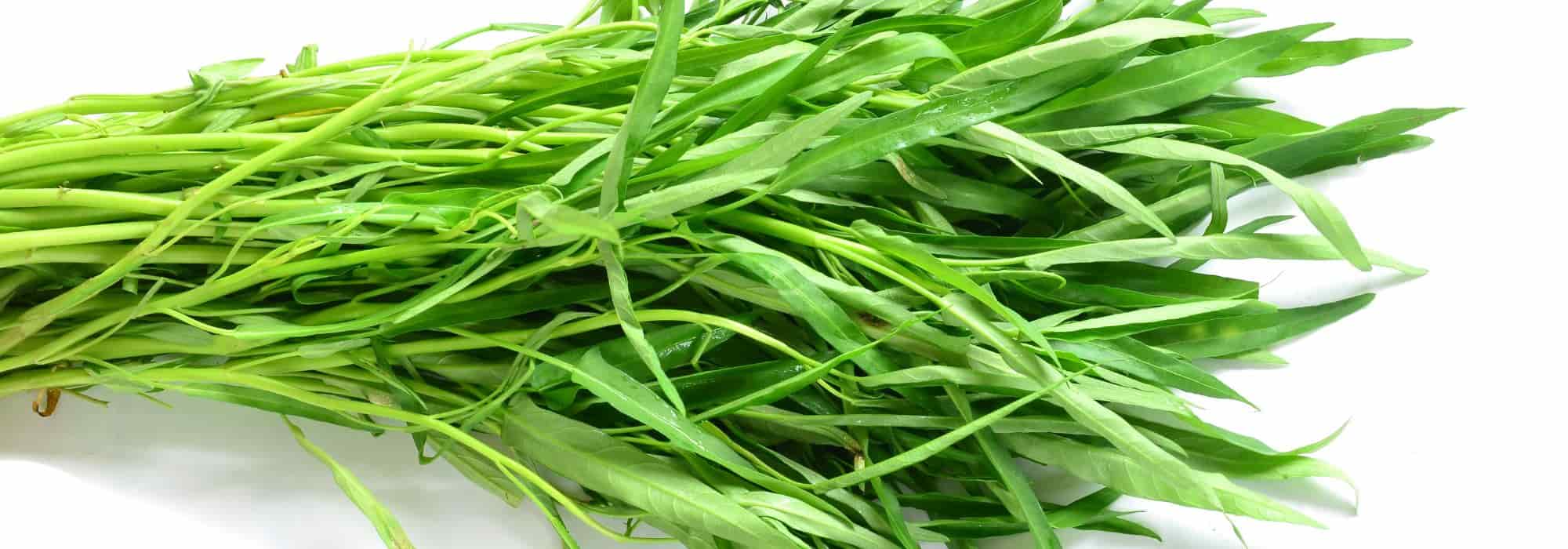 Cultivar la espinaca Acuática