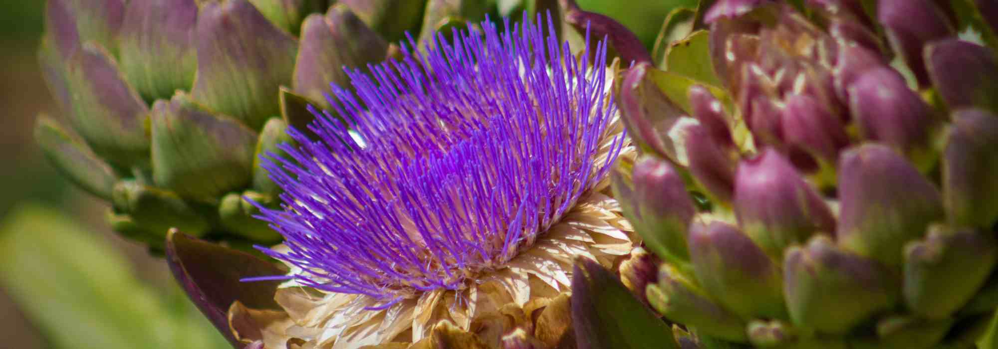 El Foodscaping o cómo diseñar un jardín comestible