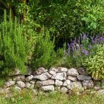 8 plantas aromáticas para la cocina mediterránea