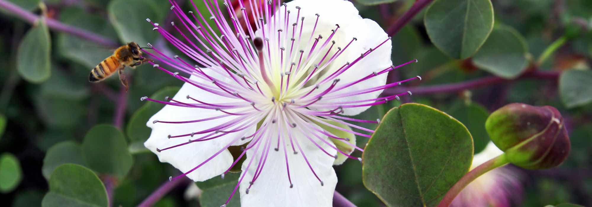 ¿Cómo cultivar el Alcaparras?