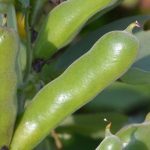 Cómo lograr el cultivo de las habas