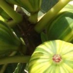 5 frutales para jardines o balcones a orillas del mar