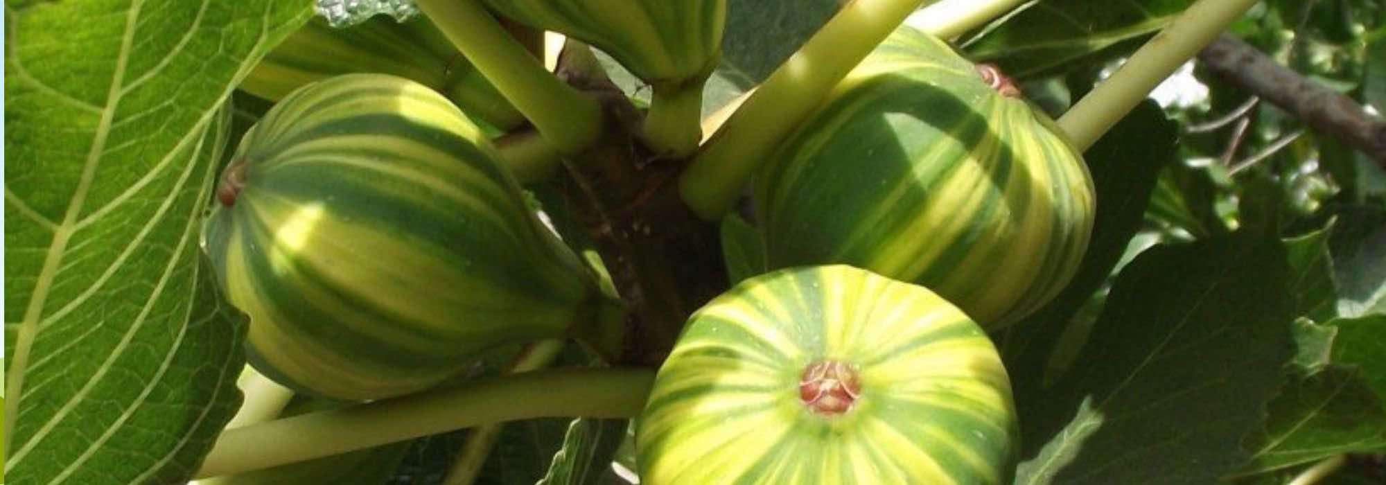 5 frutales para jardines o balcones a orillas del mar