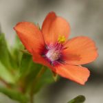 ¿Cómo deshacerse del mourón rojo?