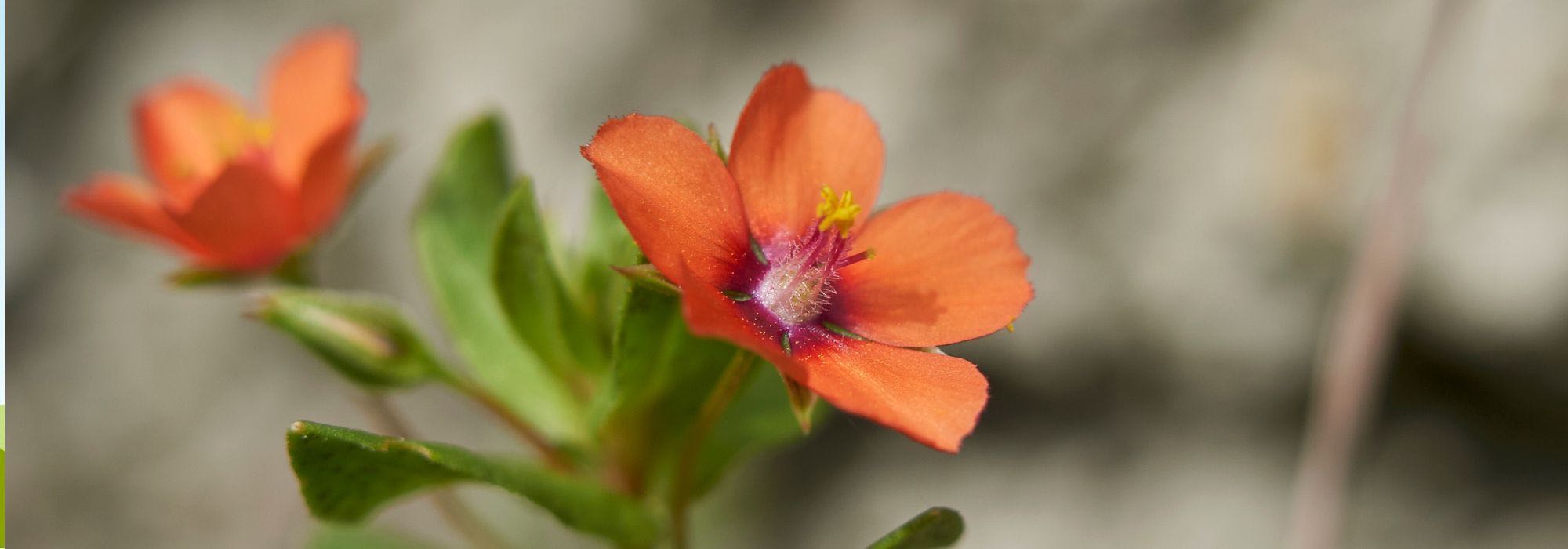 ¿Cómo deshacerse del mourón rojo?