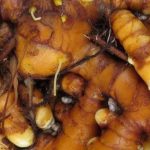 5 Raíz comestible originales para cultivar en el jardín