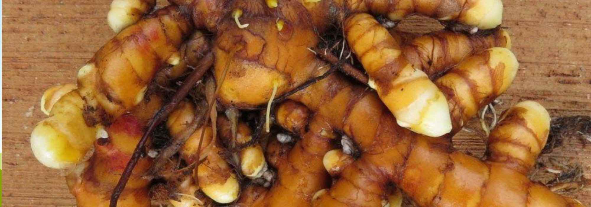 5 Raíz comestible originales para cultivar en el jardín