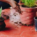 ¿Cómo trasplantar una planta de interior?