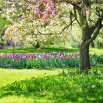 ¡Atención! NO podes estas plantas en primavera