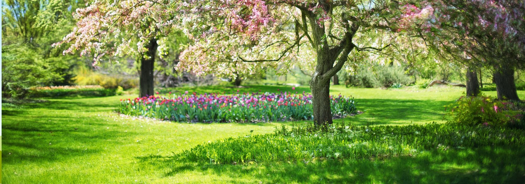 ¡Atención! NO podes estas plantas en primavera