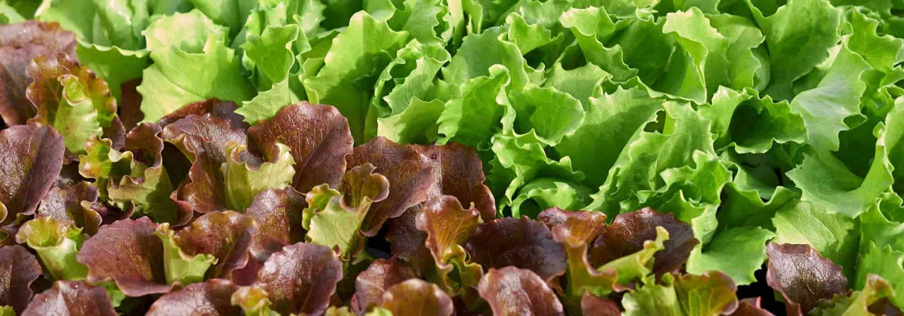 La lechuga: sembrar, cuidar y cosechar