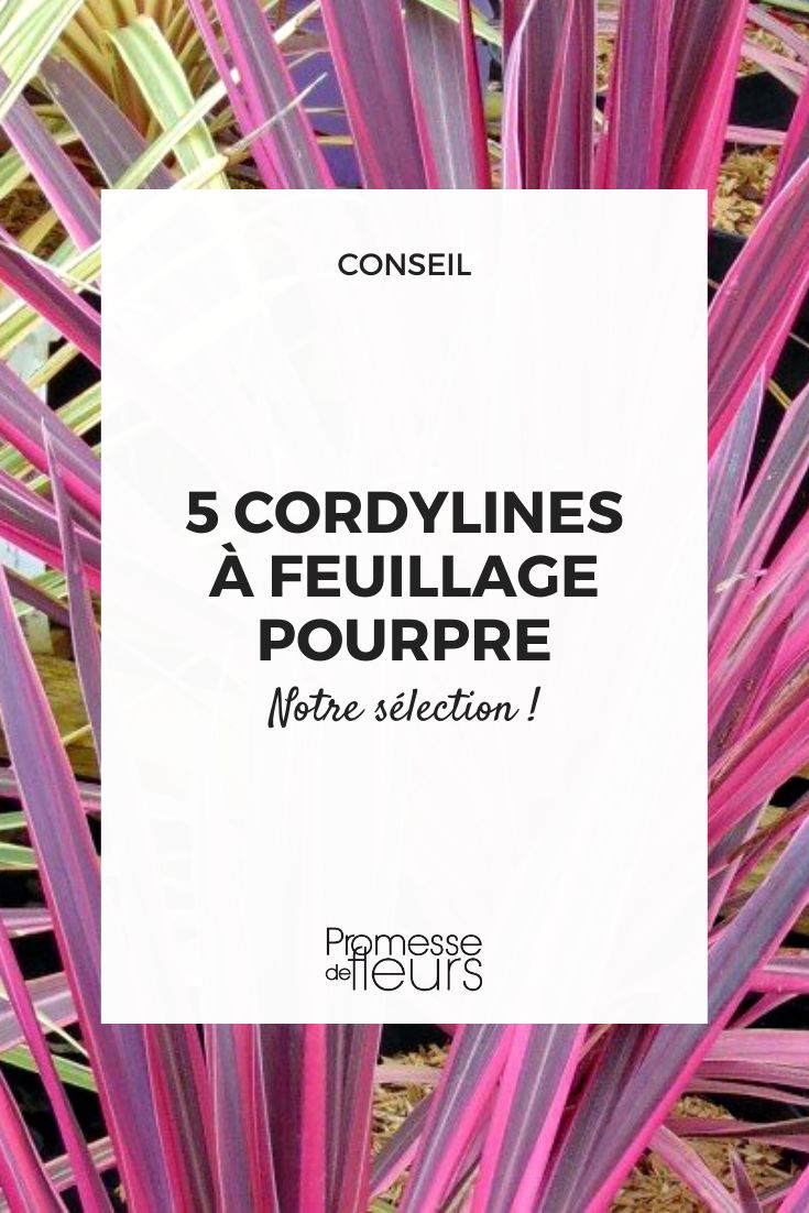 Cordyline dracaena púrpura