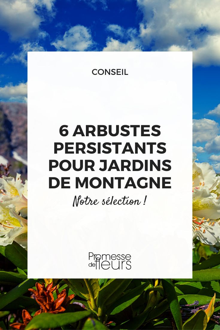 Rododendros arbustos perennes para clima de montaña