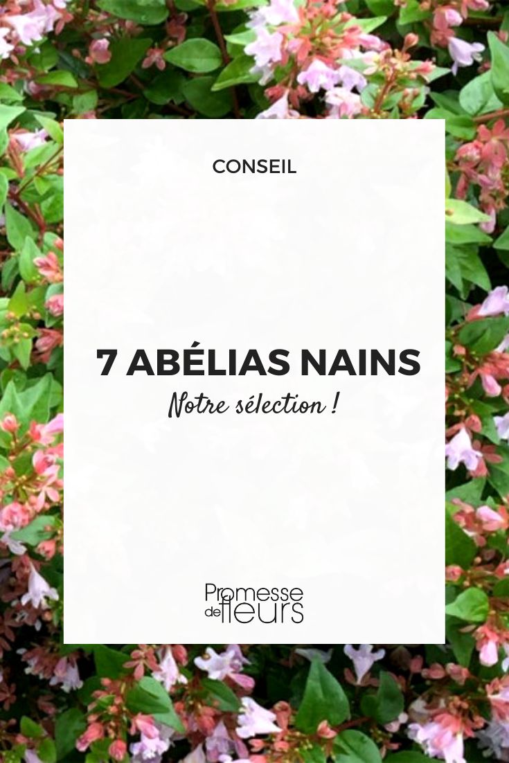 Abelia de pequeño desarrollo