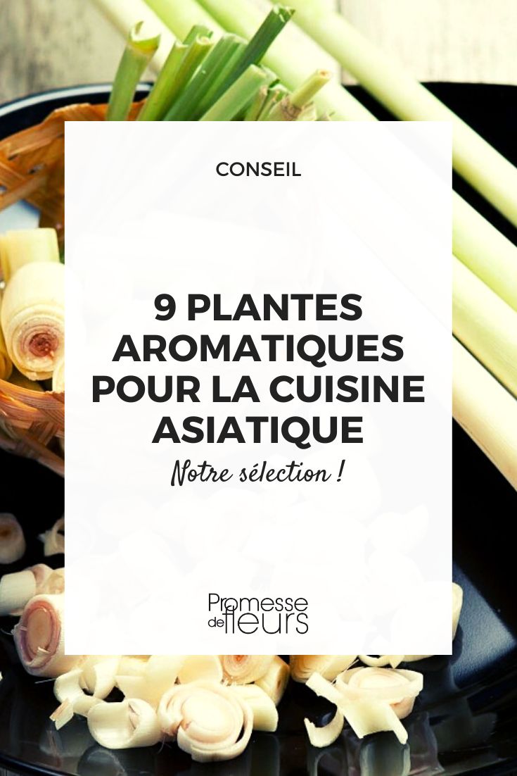 plantas cocina Asia