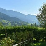 6 arbustos de hoja perenne para adoptar en un jardín de montaña