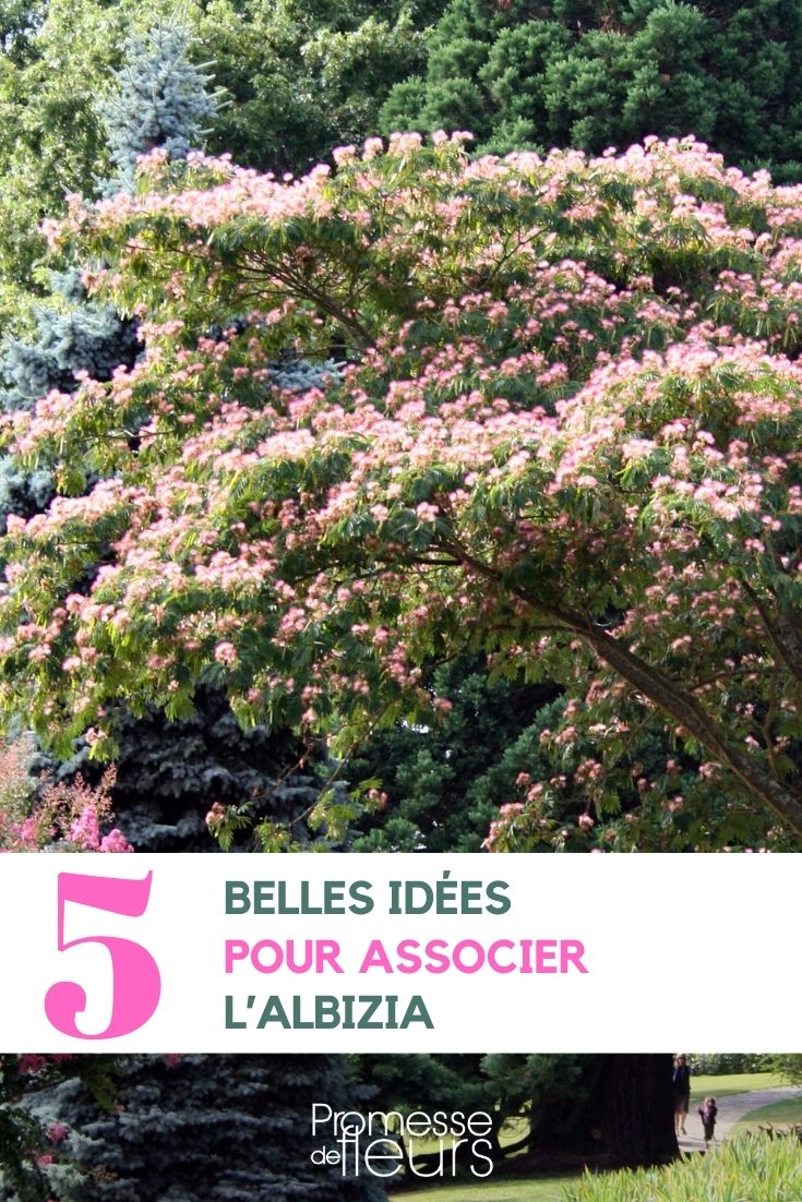 Asociaciones de Albizia en el jardín