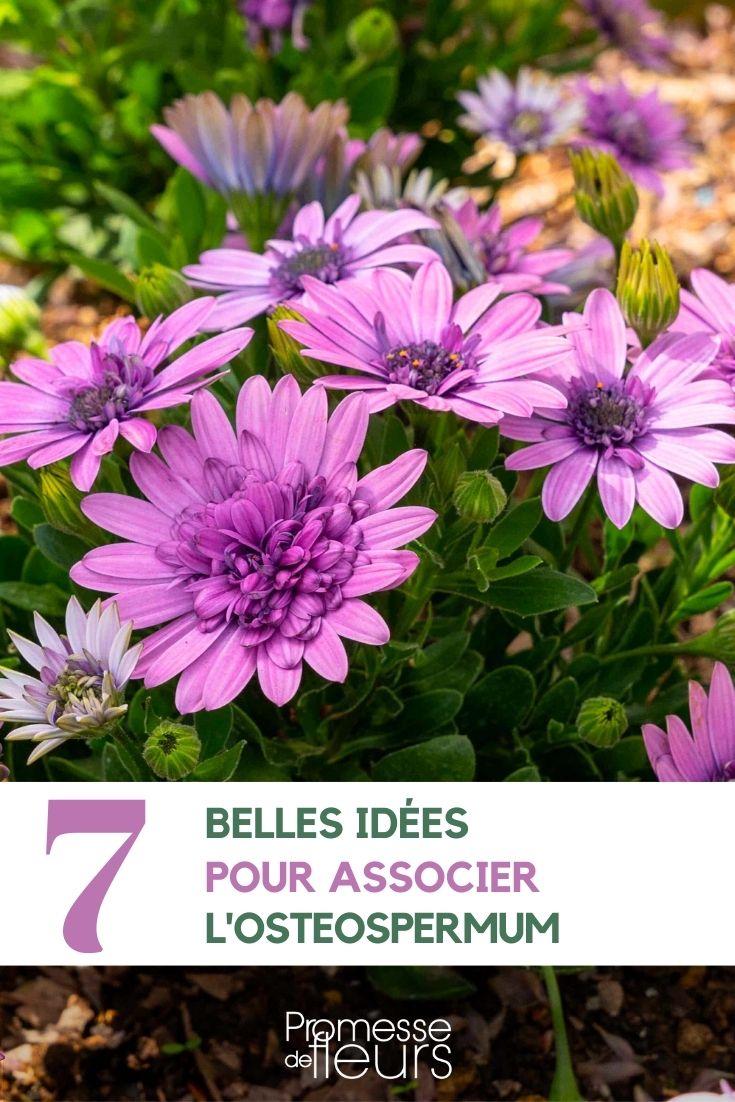 asociación de Osteospermum en el jardín