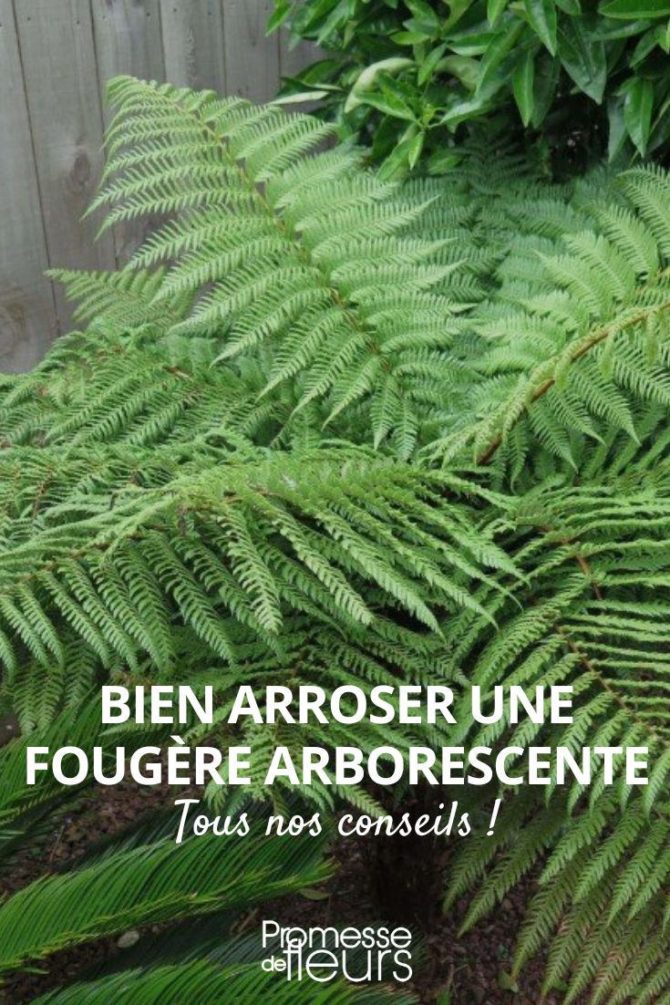 helecho arborescente
