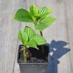 ¿Cómo hacer una esqueje de Hortensia?