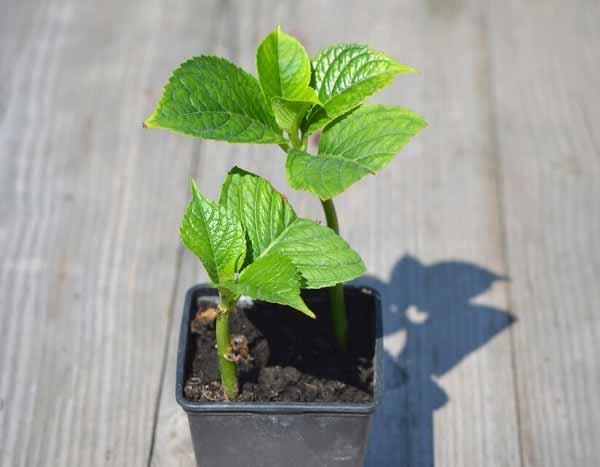 ¿Cómo hacer una esqueje de Hortensia?