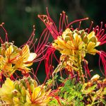 6 ideas para asociar la Caesalpinia gilliesii