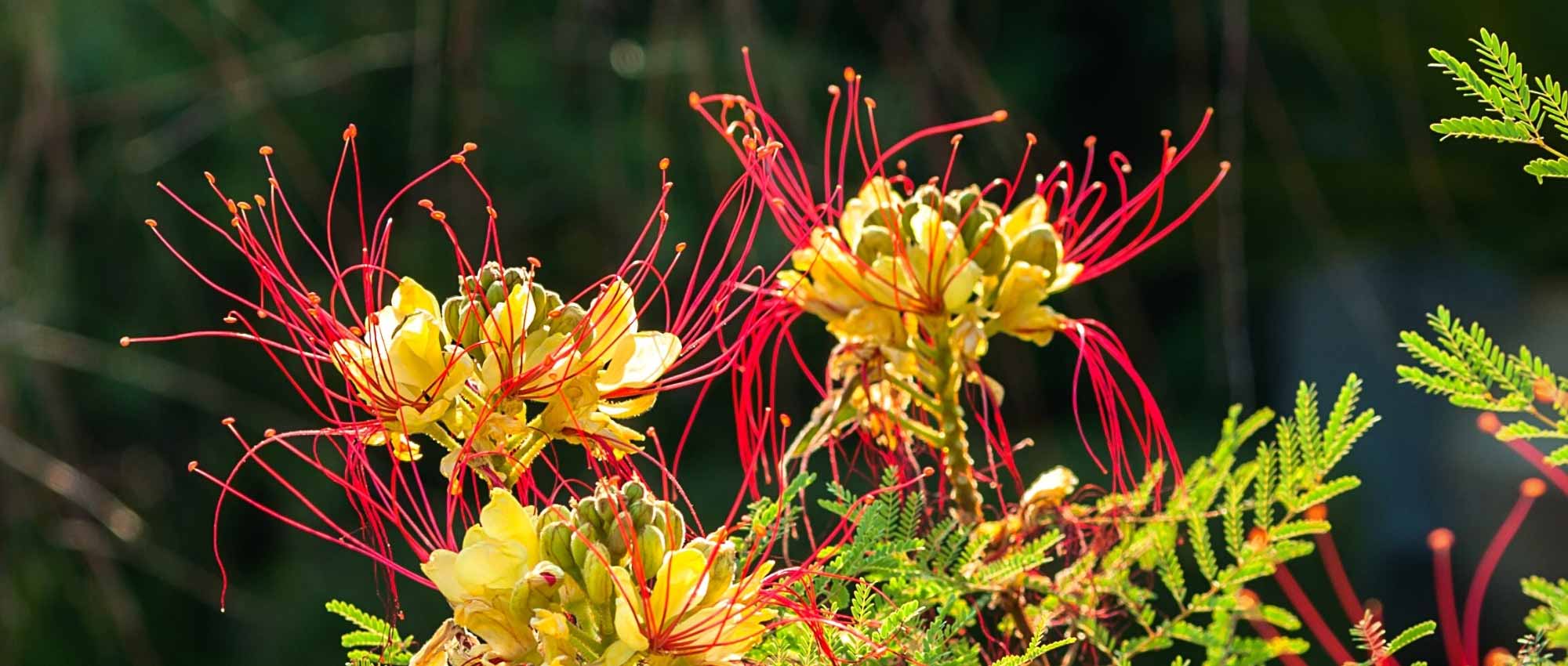 6 ideas para asociar la Caesalpinia gilliesii