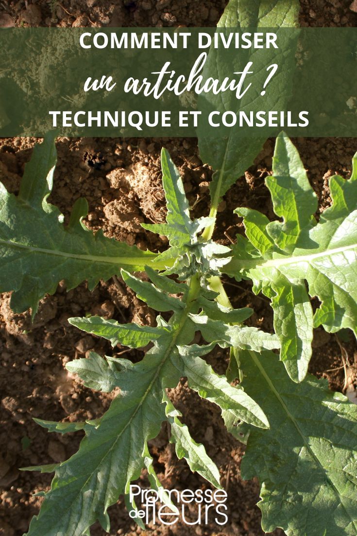 división de alcachofa