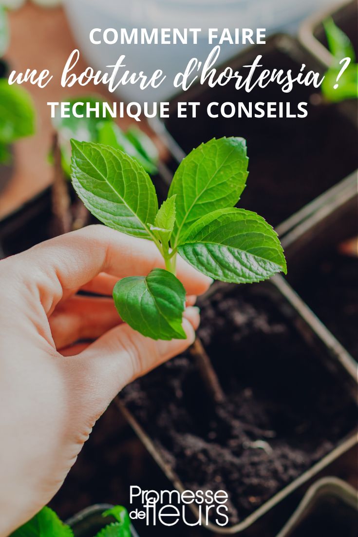 esquejar hortensia hydrangea