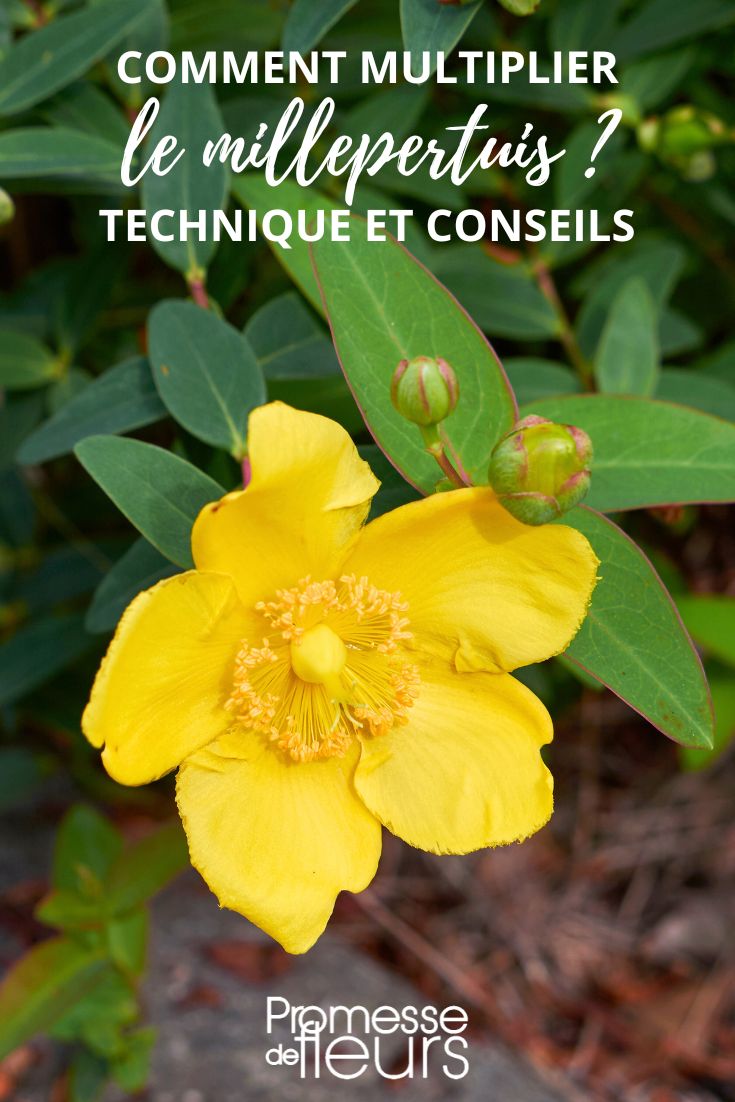 Multiplicar hypericum