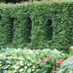 ¿Cómo plantar junto al pie de una seto (de cobertura)?