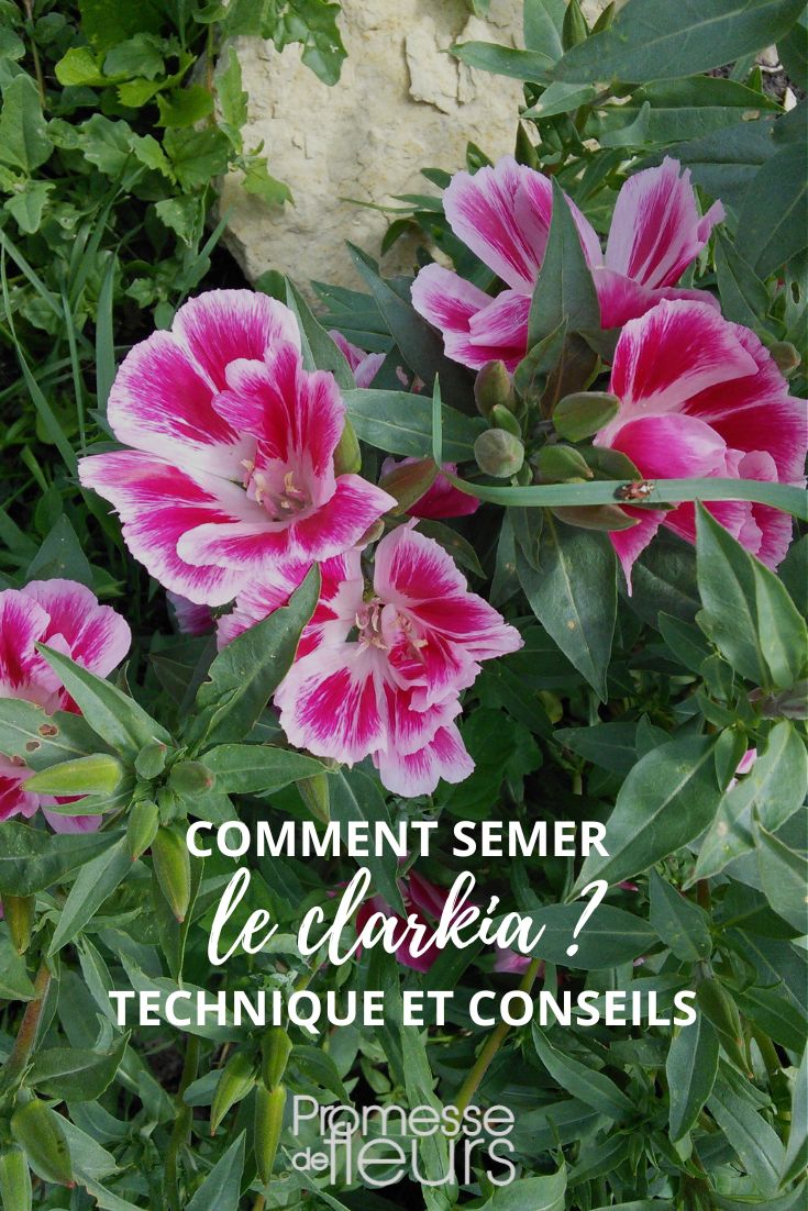 sembrar godetia