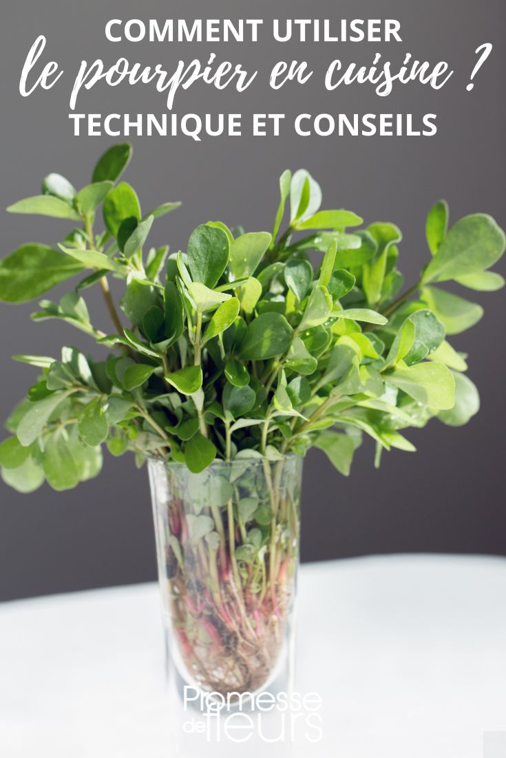 cocinar la verdolaga