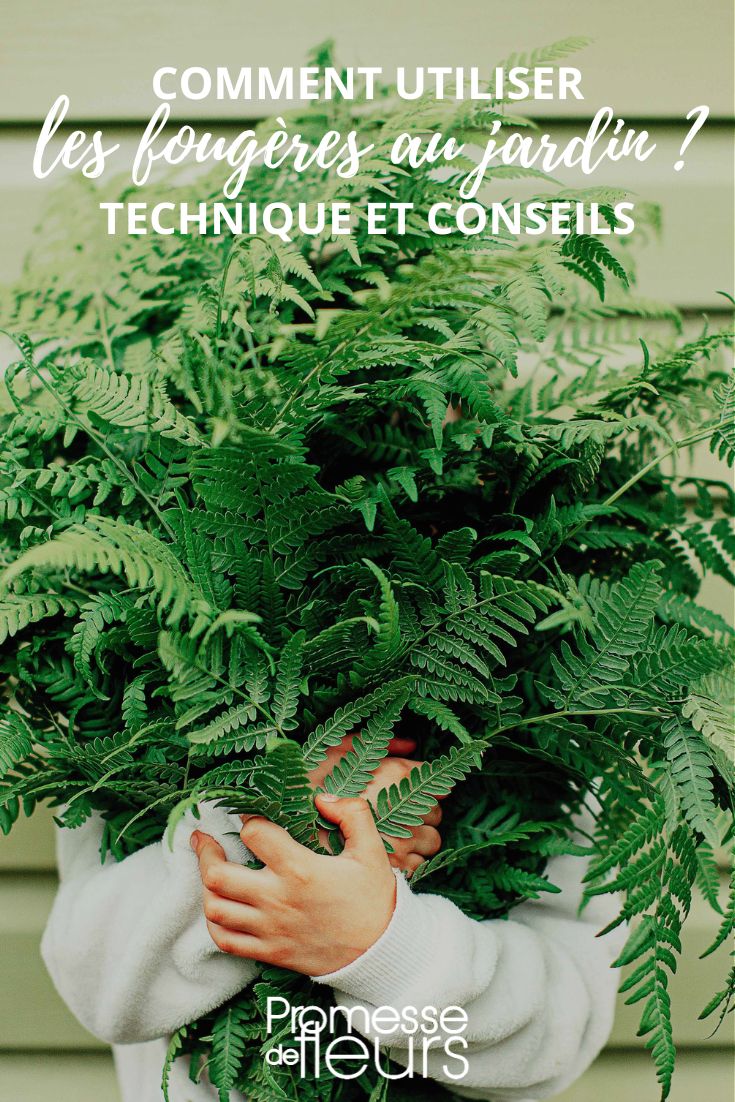 helecho purín acolchado protección invierno