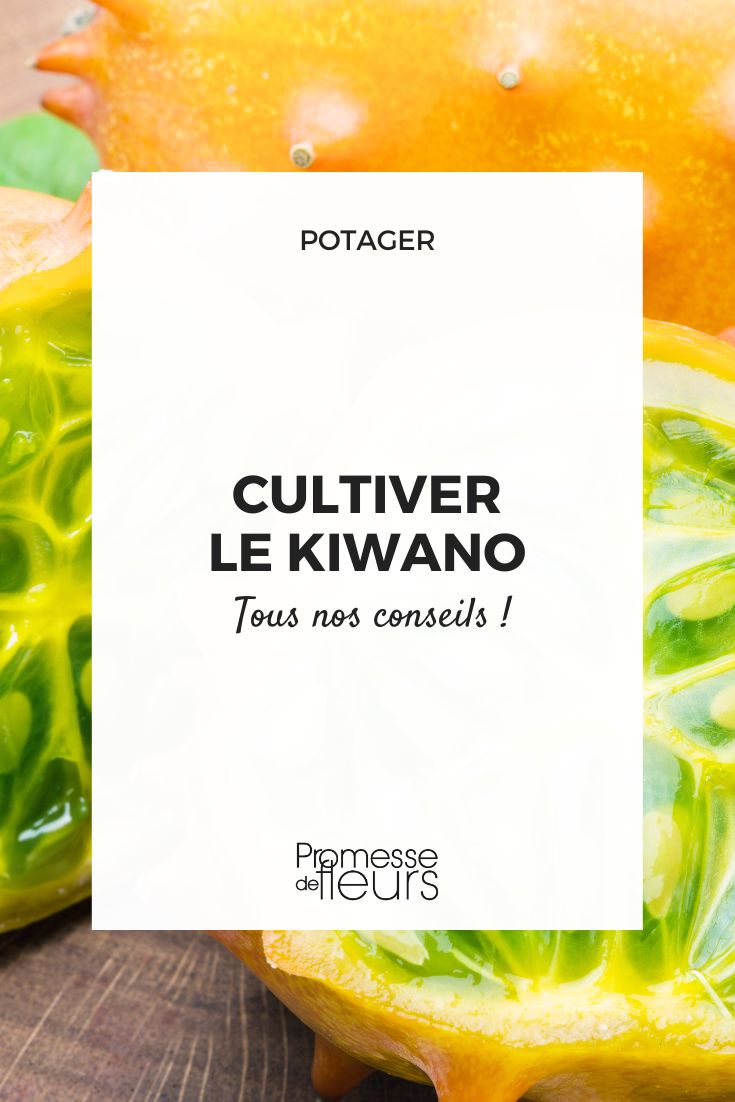 cultivo del kiwano