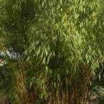 Fargesia: las variedades más bonitas