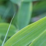 ¿Qué Fargesia elegir para un seto?