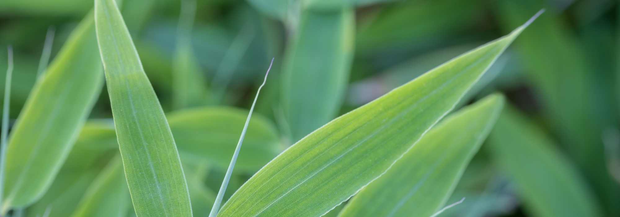 ¿Qué Fargesia elegir para un seto?