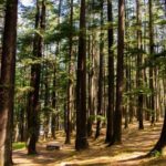 ¿Cómo plantar bajo un conífero?