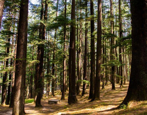 ¿Cómo plantar bajo un conífero?