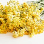 Cómo secar y conservar bien la Hélichrysum o planta curry