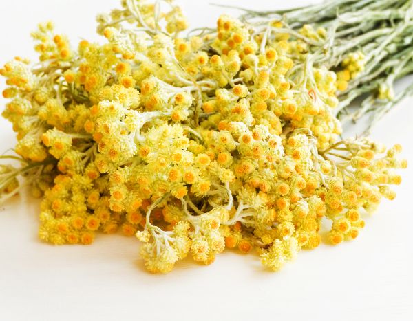 Cómo secar y conservar bien la Hélichrysum o planta curry